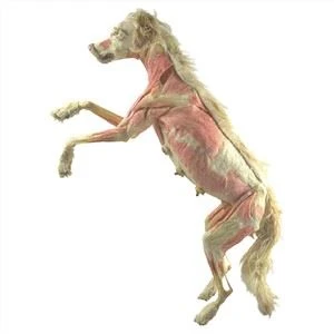 Chien plastiné pour le musée de la plastination