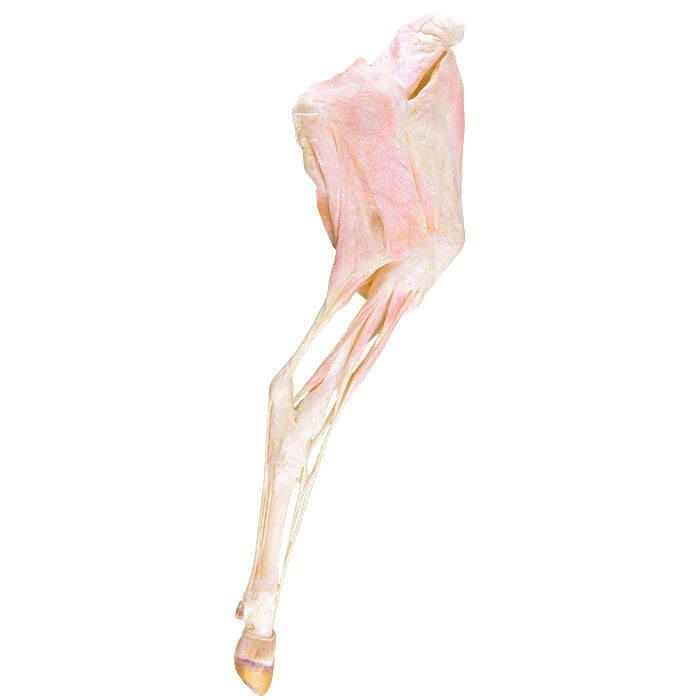 Fournisseurs d'organes animaux plastinés de membres postérieurs de vache