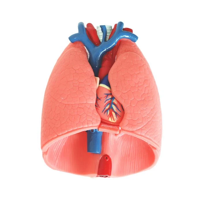 Modèle d'anatomie en silicone souple du système respiratoire