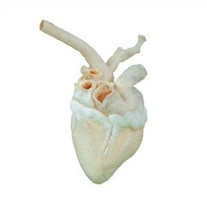 Plastination du coeur de vache