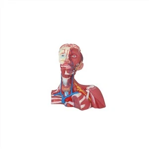 Modèle d'anatomie à anatomie en silicone souple à reflux de veine supérieure