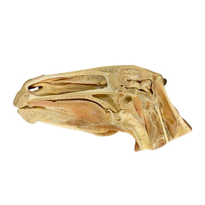 Horse Anatomy Of Head Plastinated Specimen