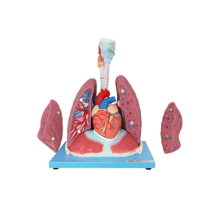 Modèle d'anatomie pulmonaire humaine