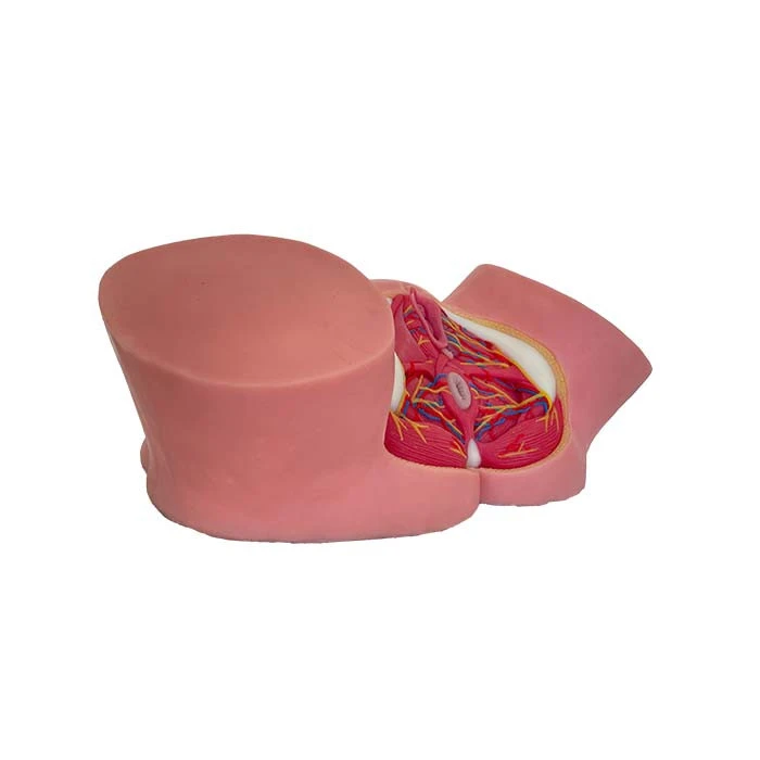 Female Pelvic Anatomy Model