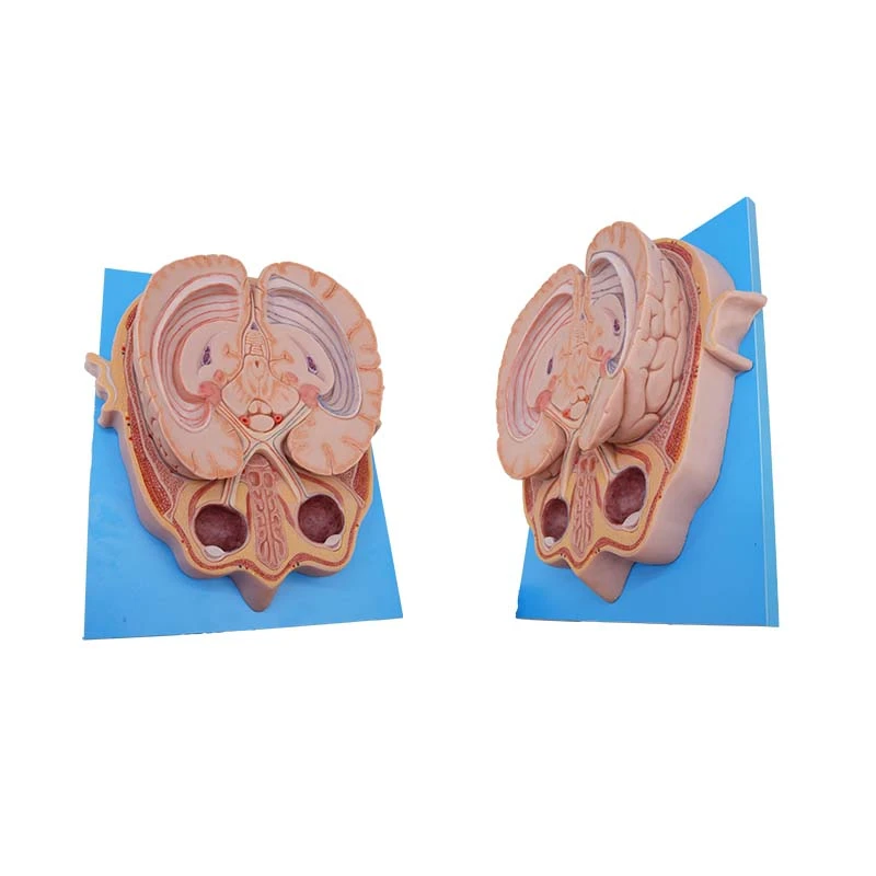 Section of Eyeball Model Section of Eyeball Model