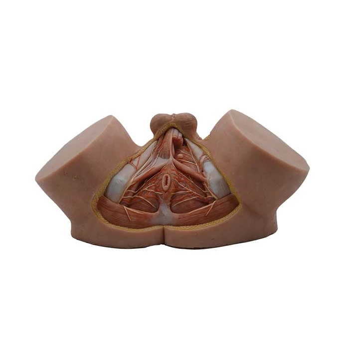 simulated anatomical medical models simulated anatomical medical models