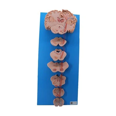 Modèles d'anatomie en ligne