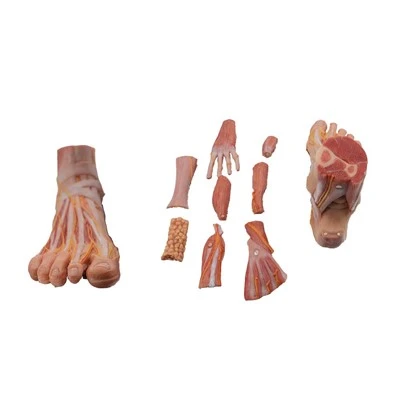 Modèle de pied