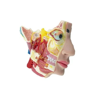 Modèle de nerf du visage humain