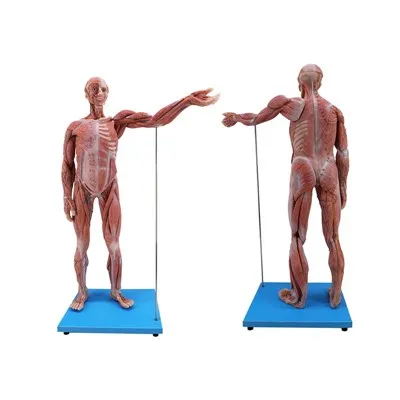 Modèle anatomique du système musculaire humain