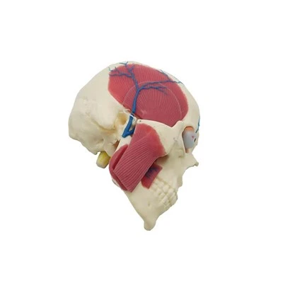 Modèle d'anatomie du crâne humain