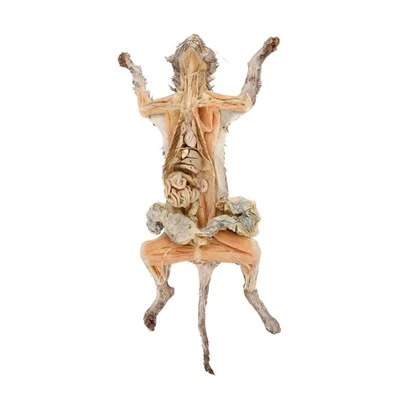 Spécimen de chat plastiné