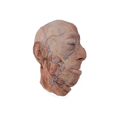 Modèle d'anatomie réaliste